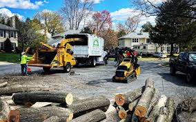 Tree and Shrub Care in Alondra Park, CA