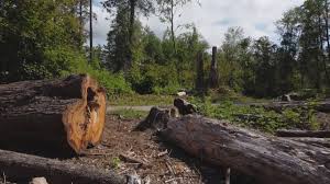 Best Firewood Processing and Delivery  in Alondra Park, CA