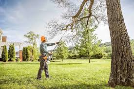 Best Tree Removal  in Alondra Park, CA