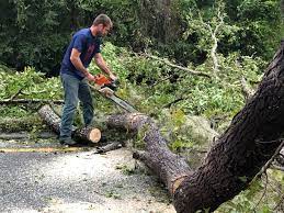 Mulching Services in Alondra Park, CA