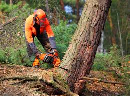 Best Aeration Services  in Alondra Park, CA