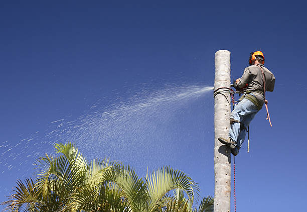 Best Utility Line Clearance  in Alondra Park, CA