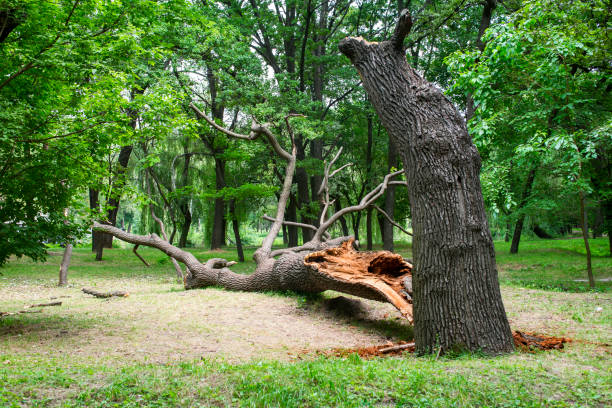 Best Lawn Pest Prevention  in Alondra Park, CA