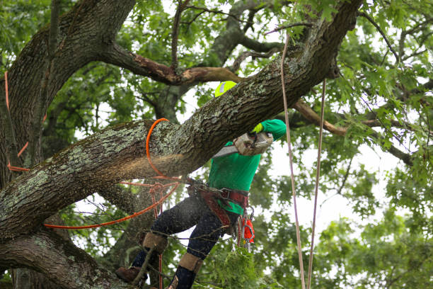 Alondra Park, CA Tree Care Company