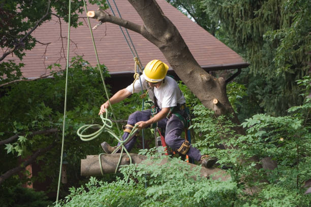 Best Emergency Tree Removal  in Alondra Park, CA