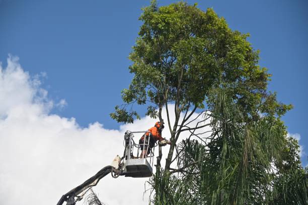 How Our Tree Care Process Works  in  Alondra Park, CA