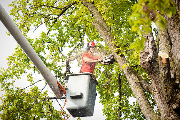 Best Tree Health Inspection  in Alondra Park, CA