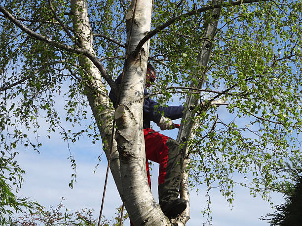 Best Tree Maintenance Programs  in Alondra Park, CA