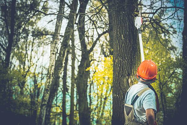 Best Arborist Consultation Services  in Alondra Park, CA
